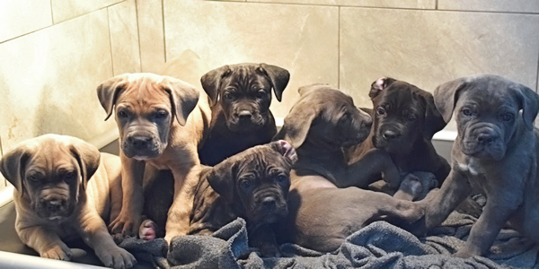 Cane Corso Puppies and Young Adults Available for Sale. Sales Policies. Purchase Process. Ownership Requirements.