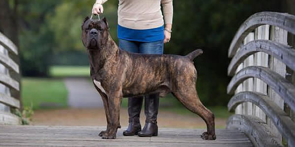 fully trained cane corso for sale