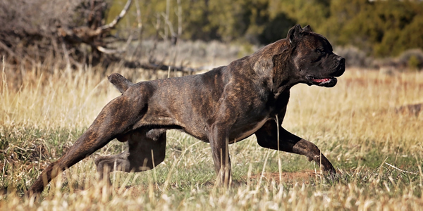 cane corso italian breeders