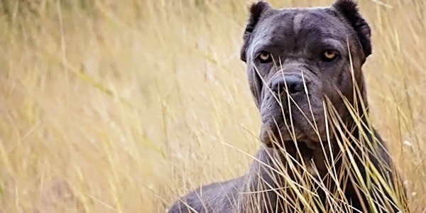 cane corso kennel club