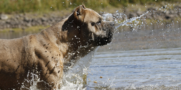 Castle Cane Corso Lords