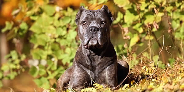 What Sets CastleGuard Cane Corso Apart? CastleGuard is Unique among Corso Breeders!