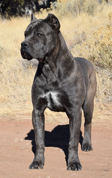 merle cane corso for sale