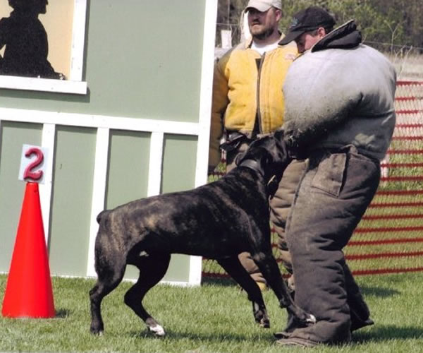 Spirit ridge cane sales corso