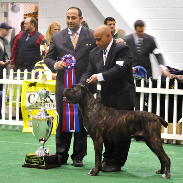 World champion cane sales corso