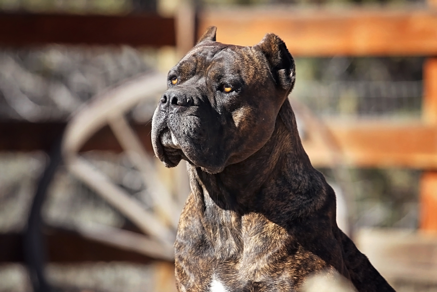 CastleGuard Cane Corso Italiano 