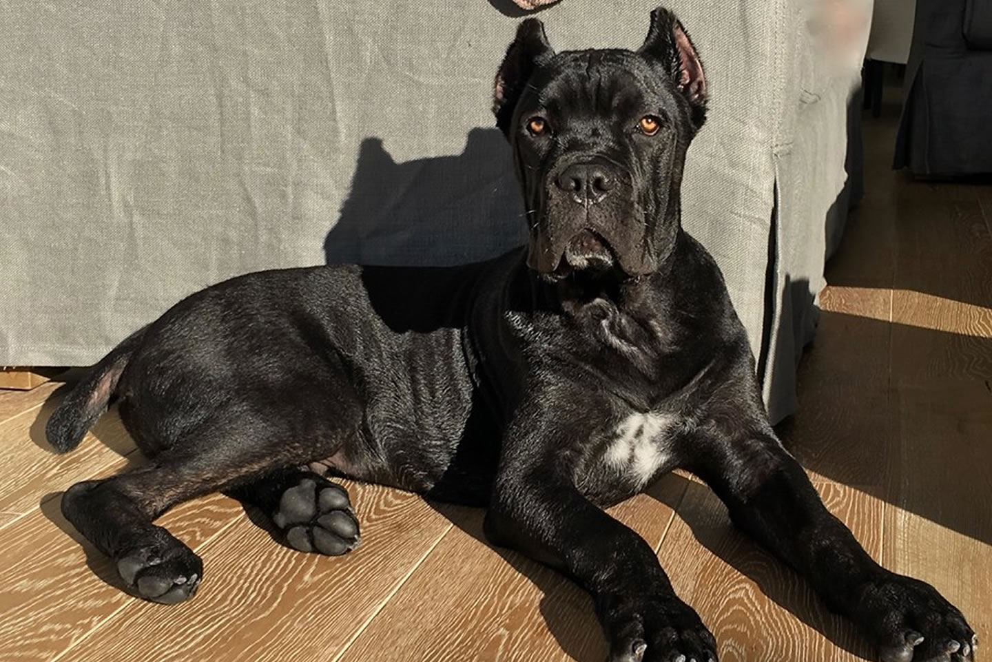 working cane corso kennels