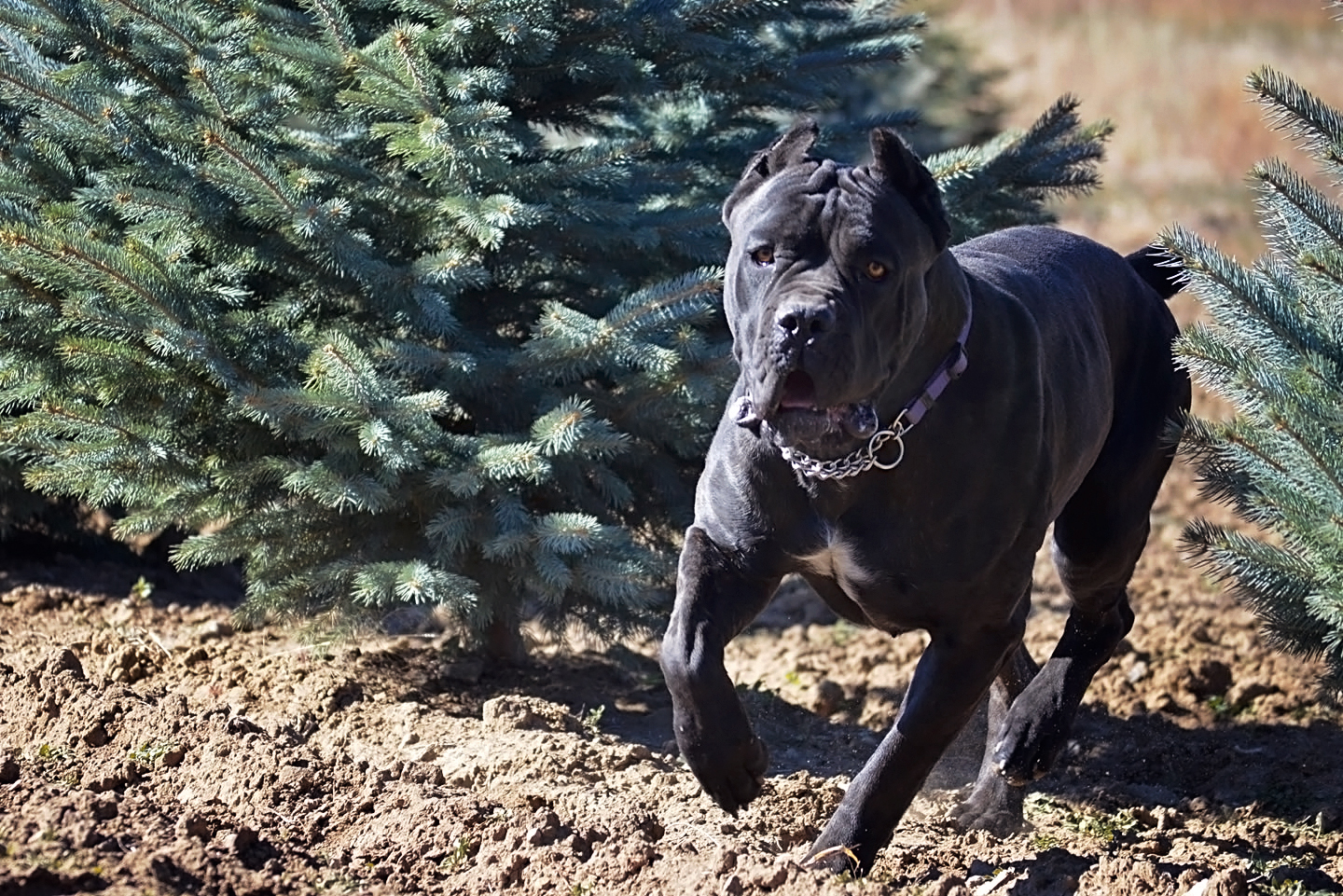 working cane corso kennels